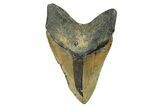 Serrated, Fossil Megalodon Tooth - North Carolina #274781-2